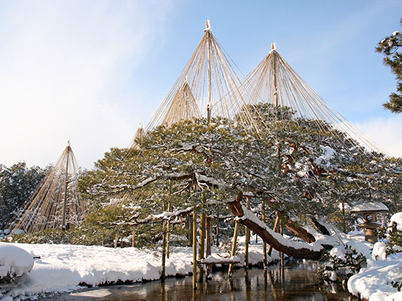 Proteger las plantas en invierno al estilo japonés
